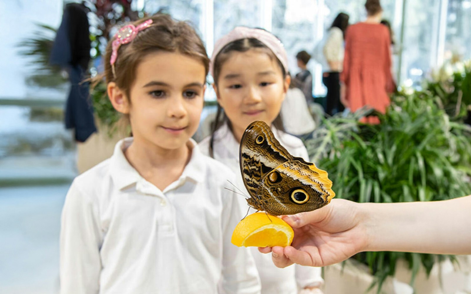 Children observing a butterfly in the Davis Family Butterfly Vivarium, American Museum of Natural History, New York.
