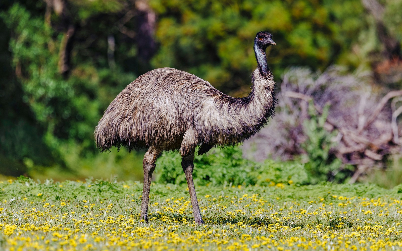 Emu walking through Tower Hill Wildlife Reserve in Australia.