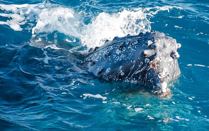 Humpback whale head with barnacles emerging from water in Hervey Bay.