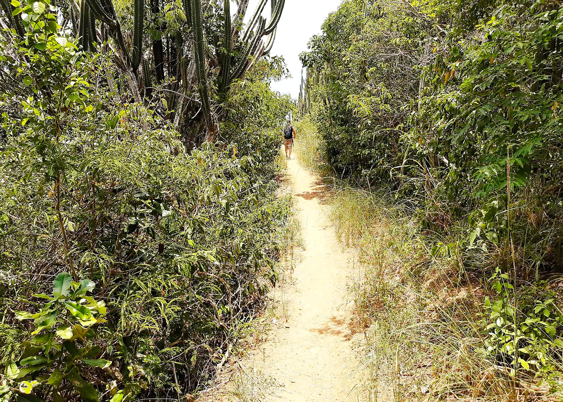 Hiker on a narrow trail through dense vegetation in Búzios, Rio de Janeiro.