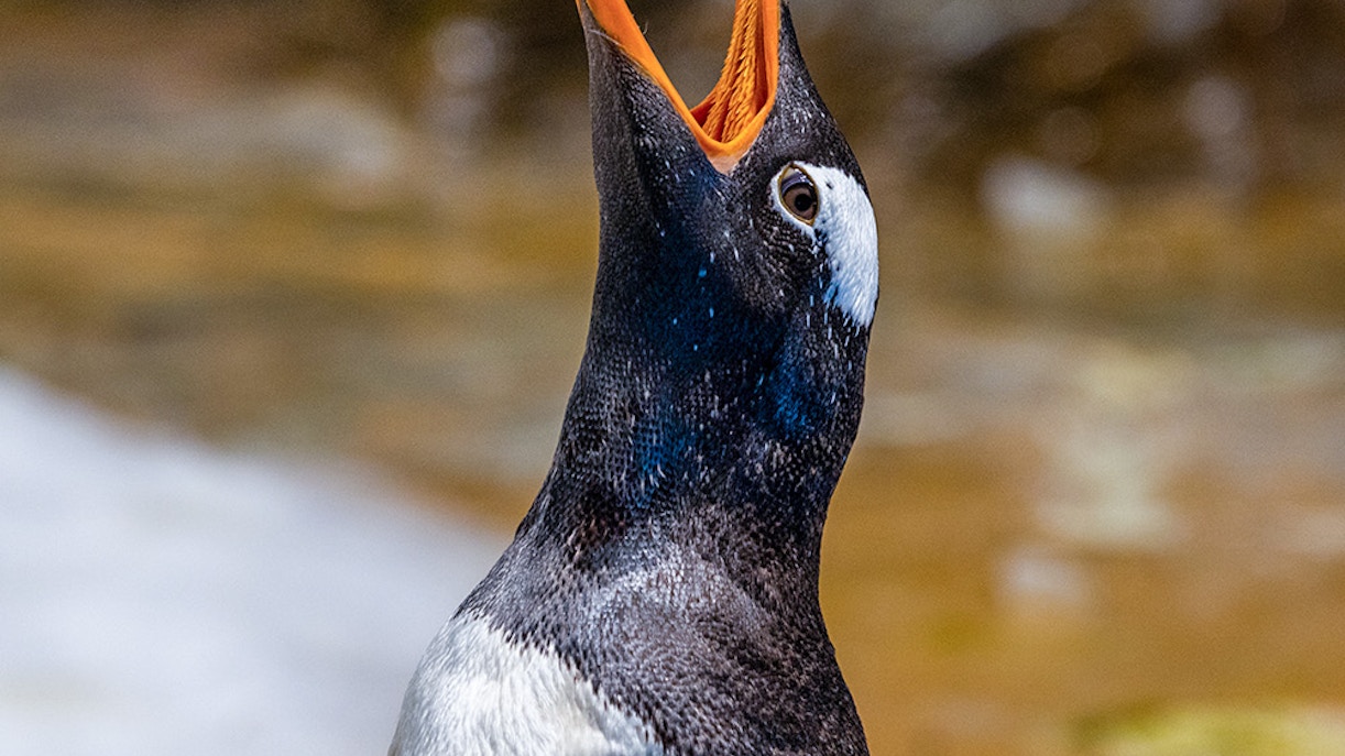 Zoo Aquarium Madrid tickets