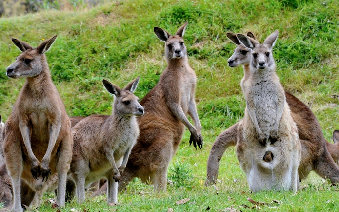 Kangaroos grazing at Healesville Sanctuary, part of the guided tour with transfers to Phillip Island.