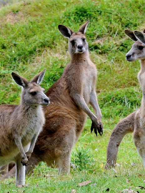 Kangaroos grazing at Healesville Sanctuary, part of the guided tour with transfers to Phillip Island.