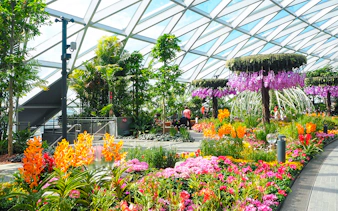 Petal Garden at Canopy Park, Jewel Changi, featuring vibrant flowers and lush greenery.