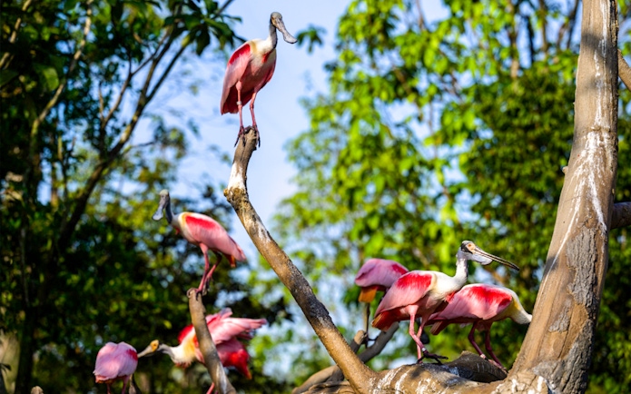 Flamingos perched on branches at Bird Paradise, Singapore.
