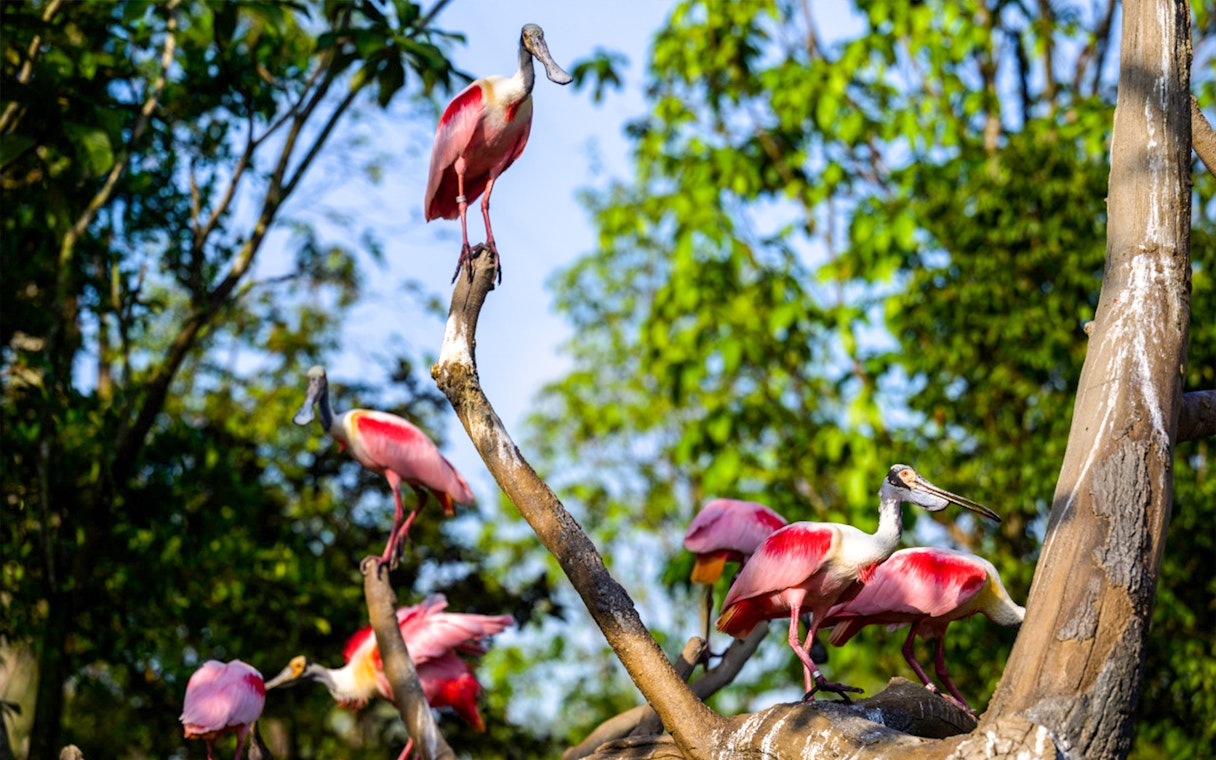 Flamingos perched on branches at Bird Paradise, Singapore.