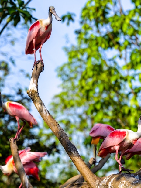 Flamingos perched on branches at Bird Paradise, Singapore.