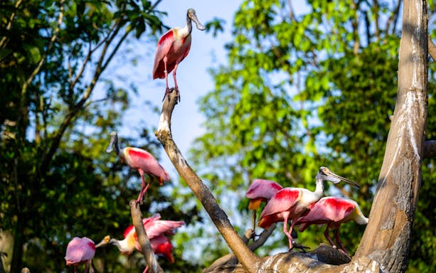 Flamingos perched on branches at Bird Paradise, Singapore.