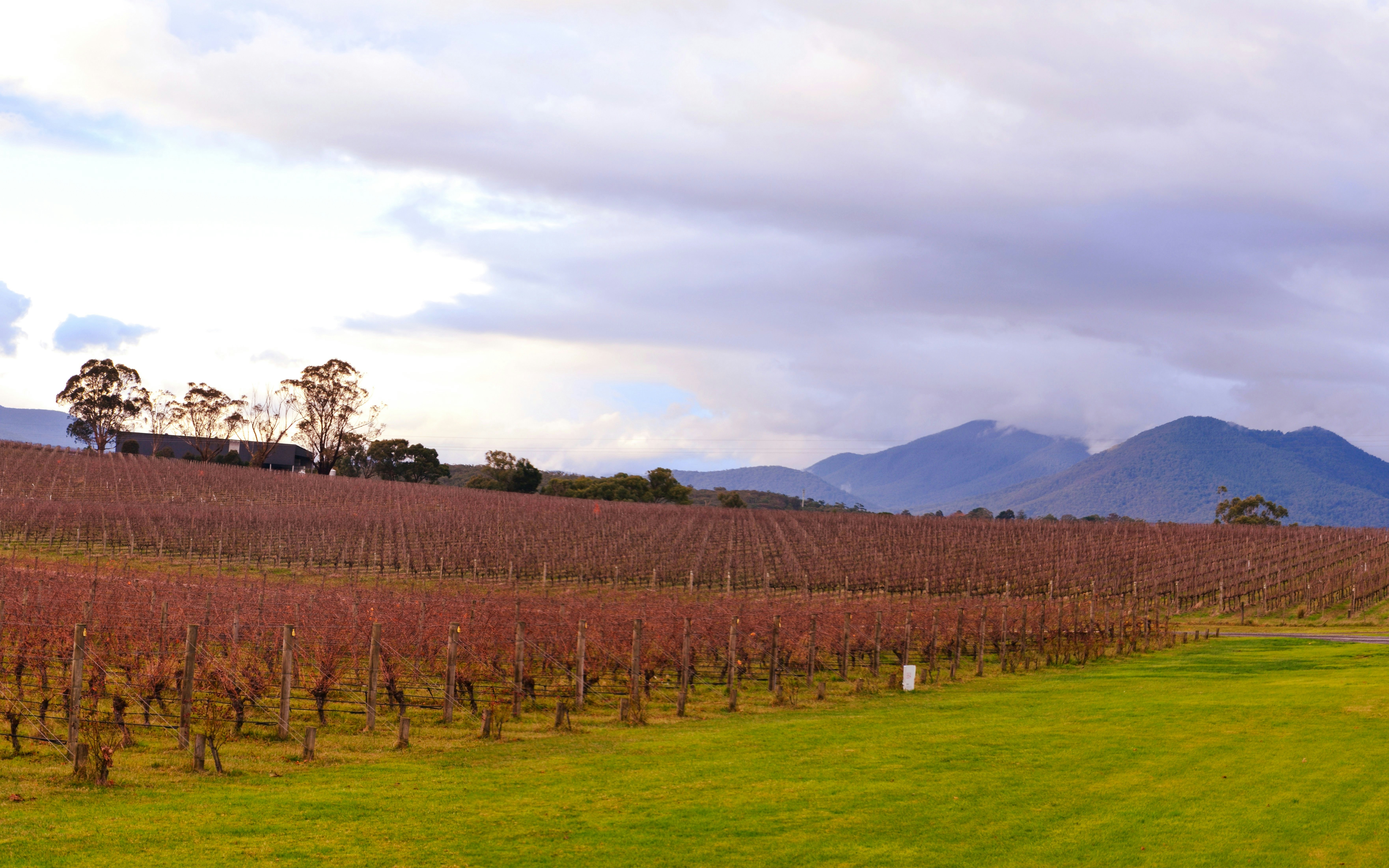 Oakridge Vineyard Yarra Valley, Australia