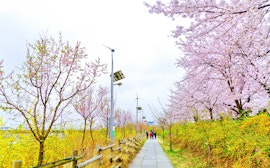 Yeouido Hangang Park
