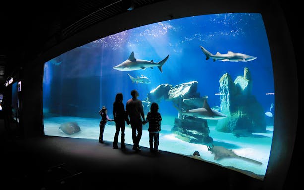 Family watching sharks at the Aquarium of Genoa.