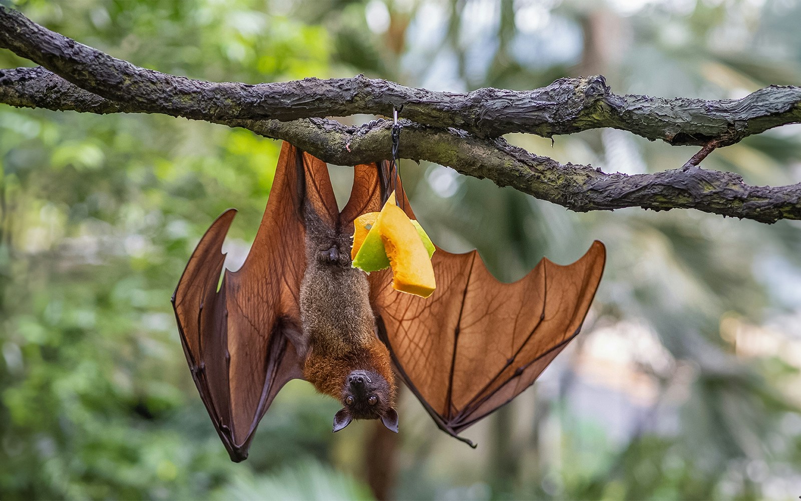 Malayan flying foxes