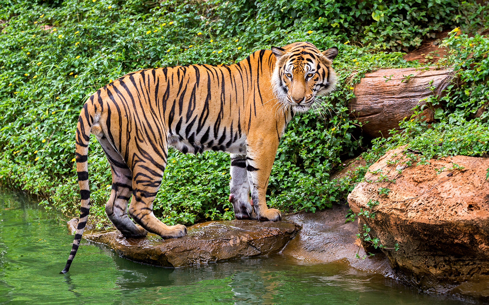 sumatran tiger at taronga zoo, sydney