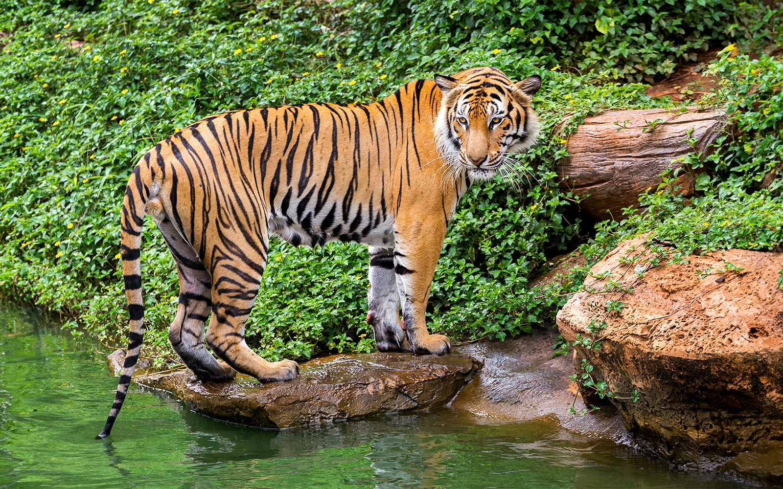 Sumatran tiger resting on a rock