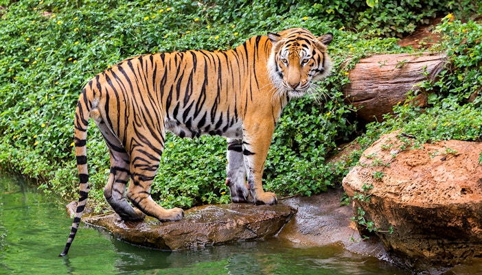 sumatran tiger at taronga zoo, sydney