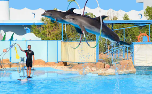 billetter til delfinshowet i hurghada med hotelltransport-1