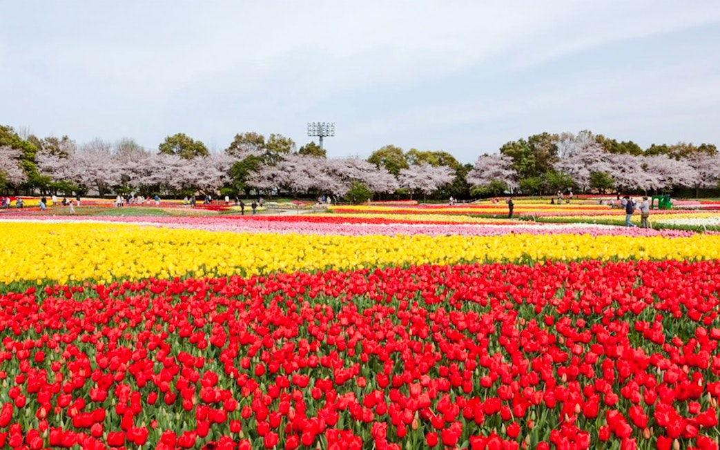 Tulip fields and cherry blossoms at Nabana no Sato, Japan.