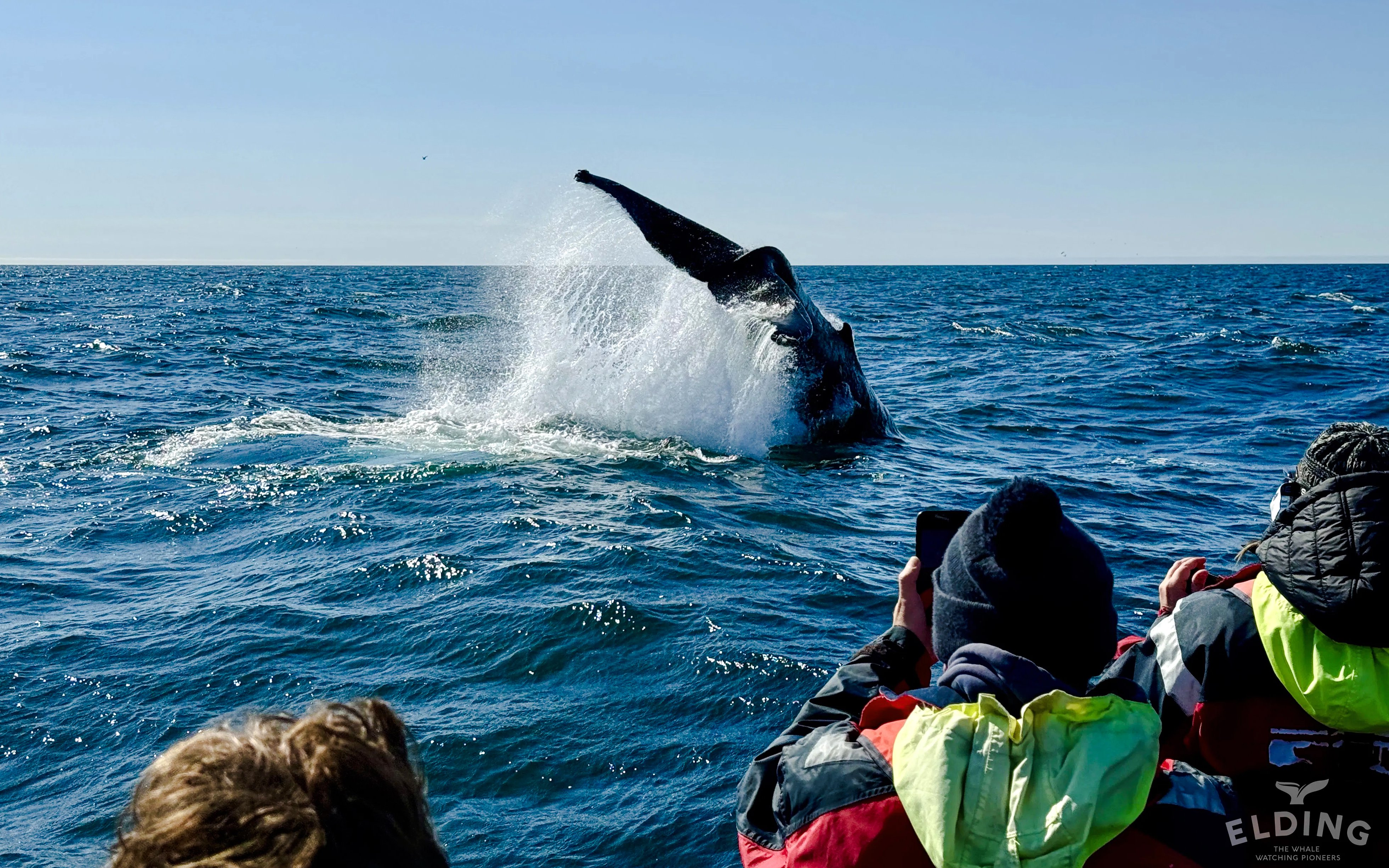 Whale tail splashing near RIB speedboat with guests, Reykjavik tour.