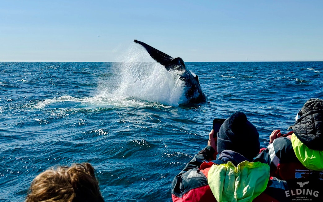 Whale tail splashing near RIB speedboat with guests, Reykjavik tour.