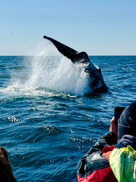 Whale tail splashing near RIB speedboat with guests, Reykjavik tour.