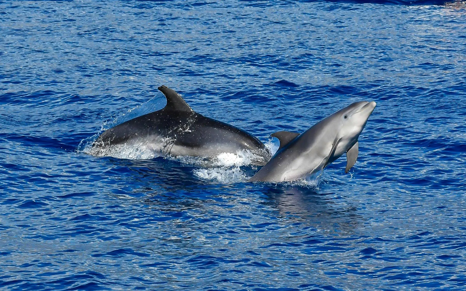 Dolphins swimming in the ocean near Funchal during a catamaran tour.
