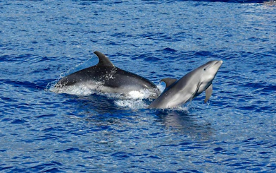 Dolphins swimming in the ocean near Funchal during a catamaran tour.