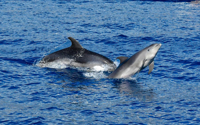 Dolphins swimming in the ocean near Funchal during a catamaran tour.