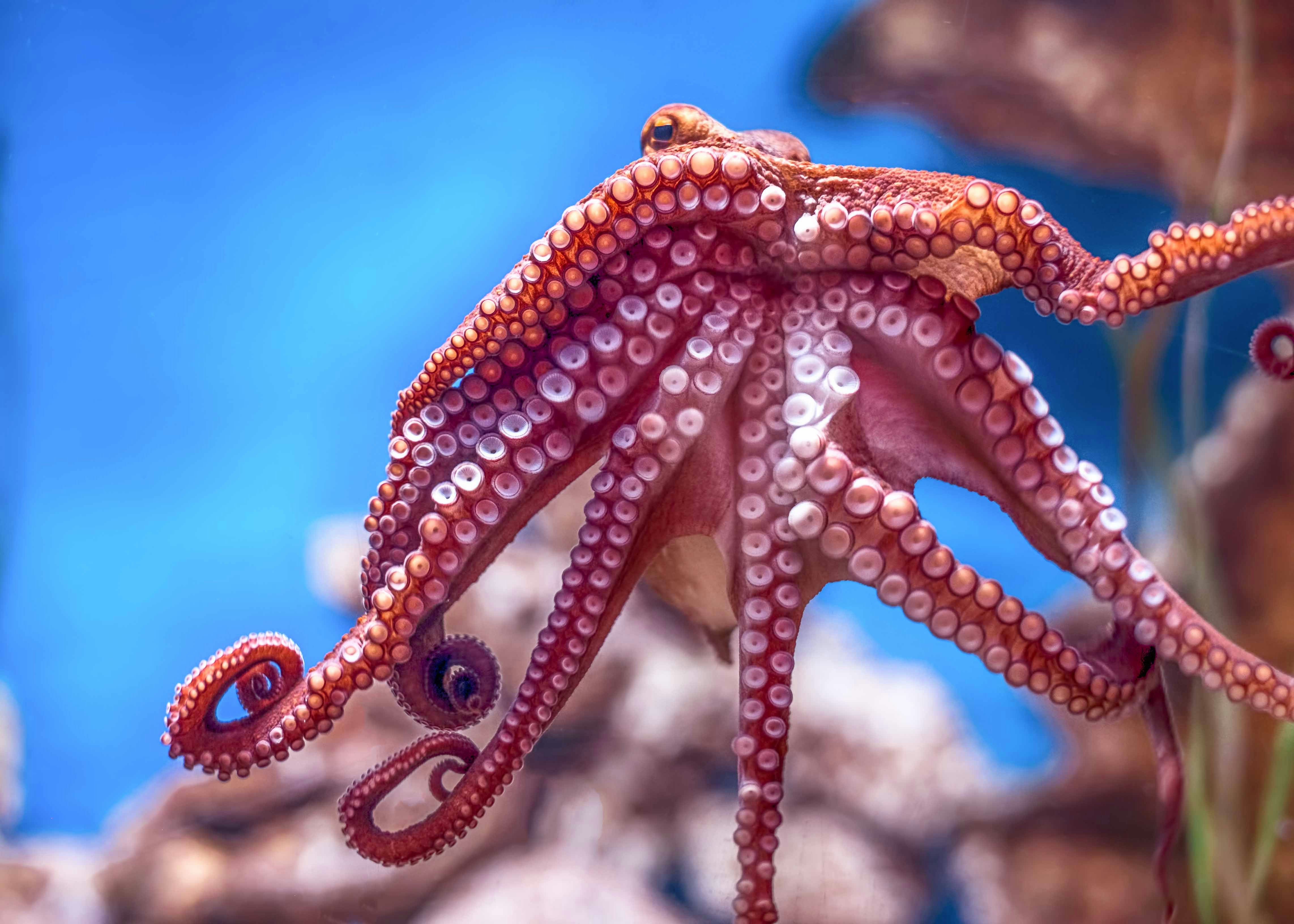 Acuario del Pacífico