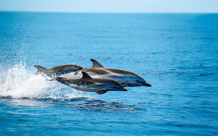 Dolphins leaping from the ocean water.