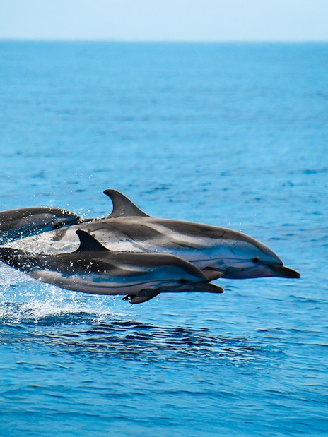 Dolphins leaping from the ocean water.