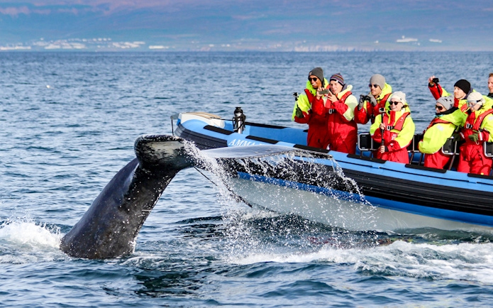 Guests photographing a whale's tail near a RIB speedboat on a Husavik whale watching tour.