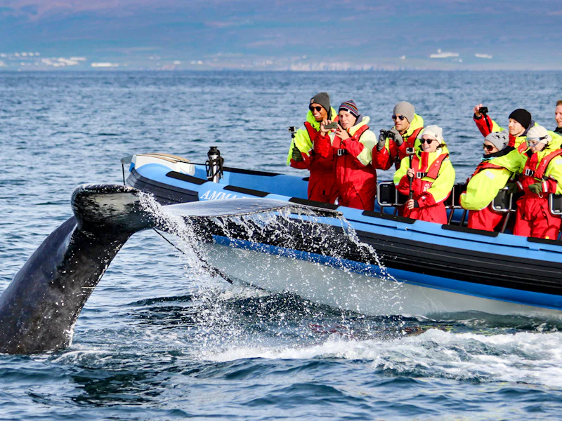 From Husavik Whale Watching On RIB Speedboat - Reykjavík