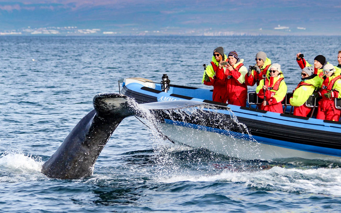 Guests photographing a whale's tail near a RIB speedboat on a Husavik whale watching tour.