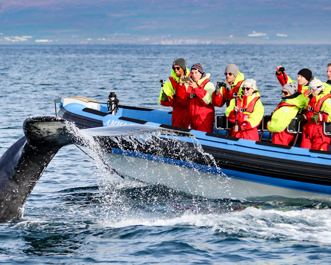 Husavik: Whale Watching & Puffin Tour on RIB Speedboat