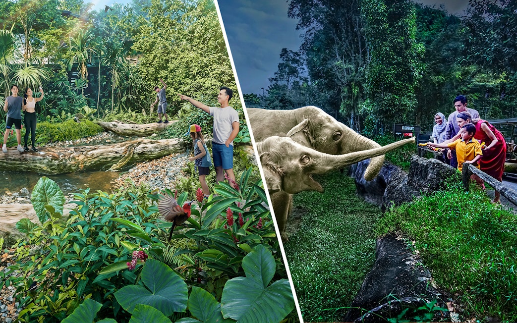 Family feeding elephants at Night Safari, surrounded by lush rainforest in Wild Asia.