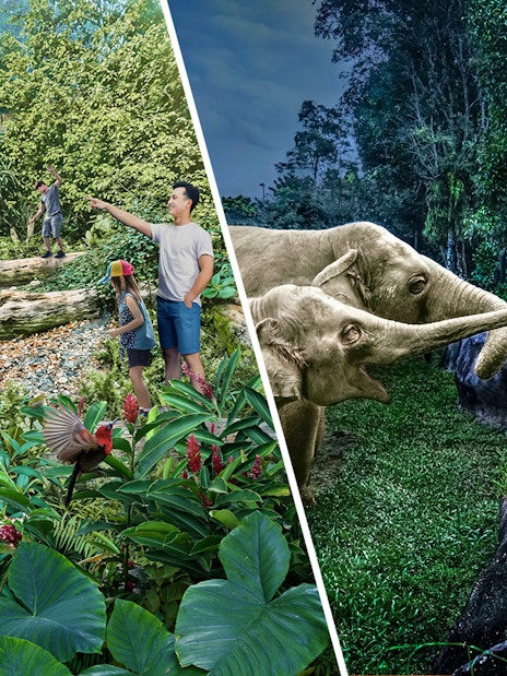 Family feeding elephants at Night Safari, surrounded by lush rainforest in Wild Asia.
