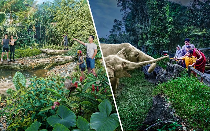 Family feeding elephants at Night Safari, surrounded by lush rainforest in Wild Asia.