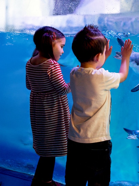 Children observing penguins at SEA LIFE London aquarium.