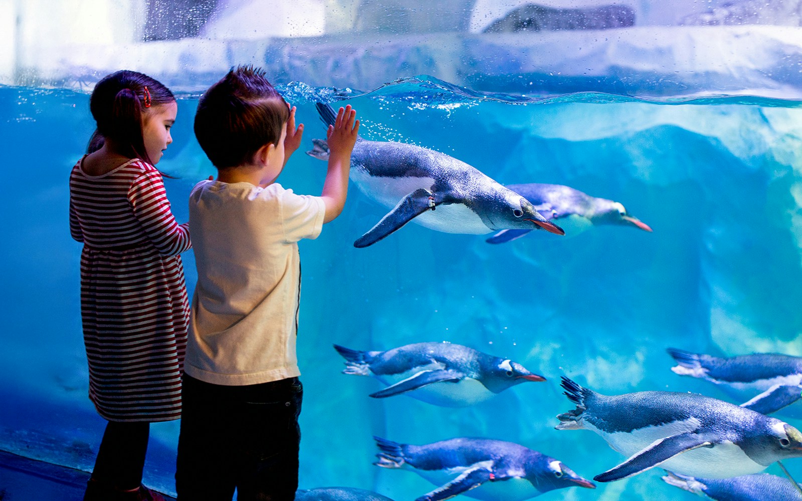 Children observing penguins at SEA LIFE London aquarium.