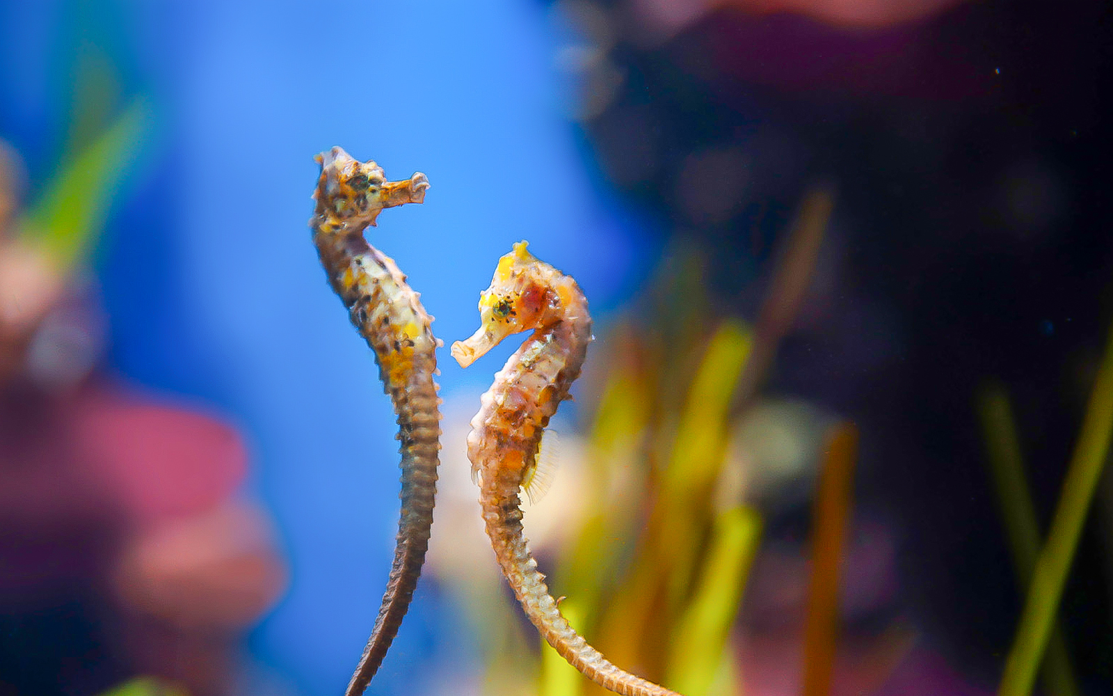 Dubai Aquarium - Underwater Zoo
