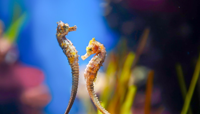 Dubai Aquarium Tickets