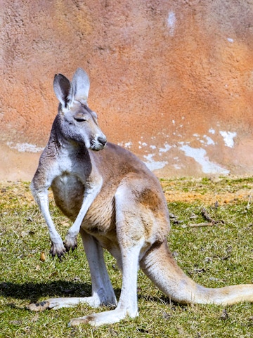 Kangaroo at Healesville Sanctuary, Melbourne.