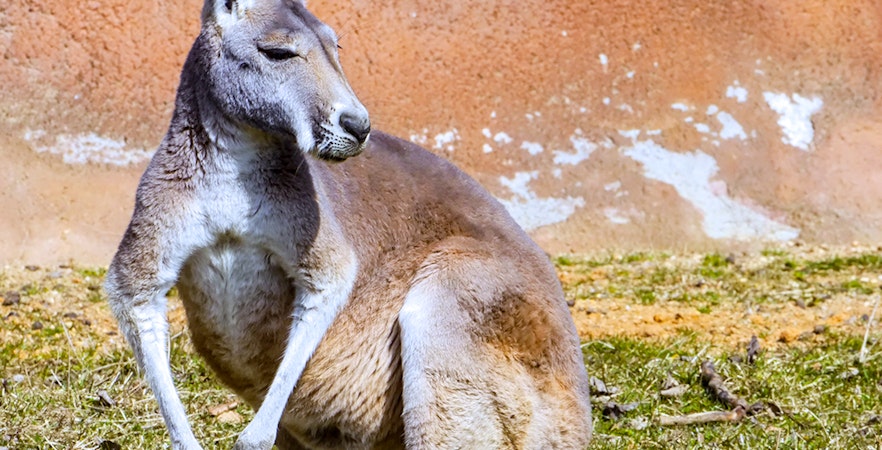 Healesville Heiligdom Kaartjes