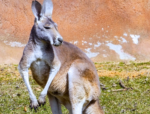 Kangaroo at Healesville Sanctuary, Melbourne.