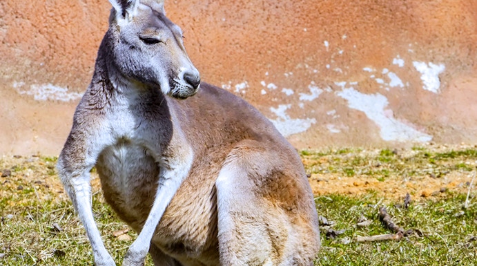 Kangaroo at Healesville Sanctuary, Melbourne.