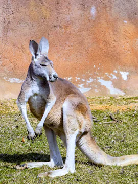 Healesville Sanctuary Biletleri