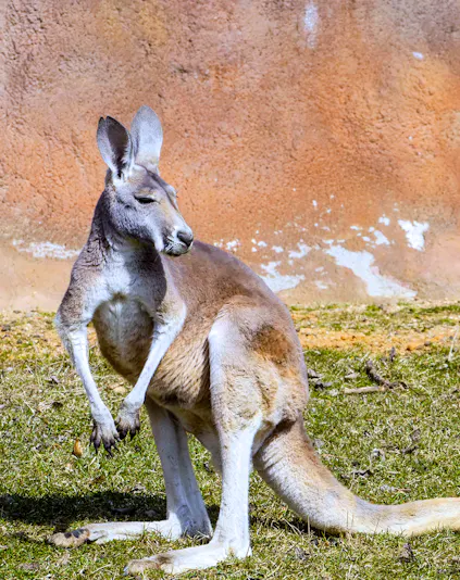 Kangaroo at Healesville Sanctuary, Melbourne.