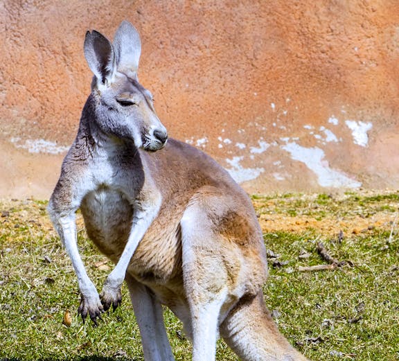 Kangaroo at Healesville Sanctuary, Melbourne.