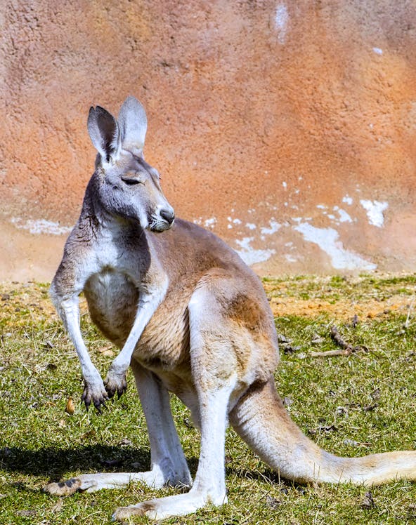 Kangaroo at Healesville Sanctuary, Melbourne.