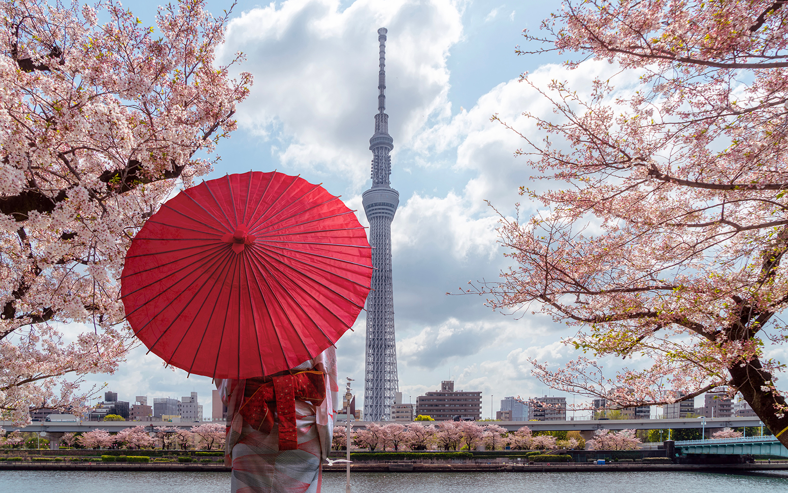 Person with red umbrella in Sumida Park, cherry blossoms, Tokyo Skytree in background.